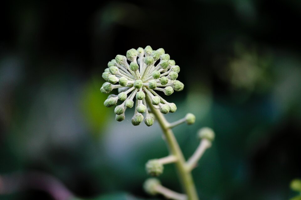 Medicinal plant inflorescence umbel