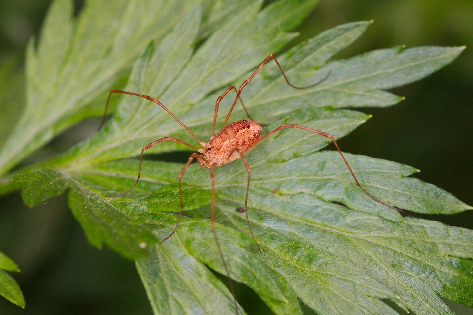Garden close up insect