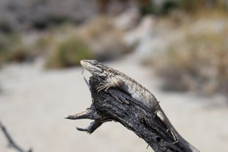 Lizard nature wildlife photo