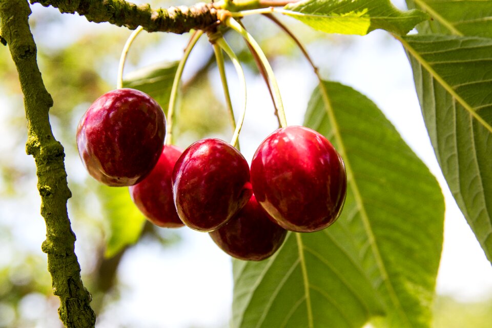 Sweet fruity summer