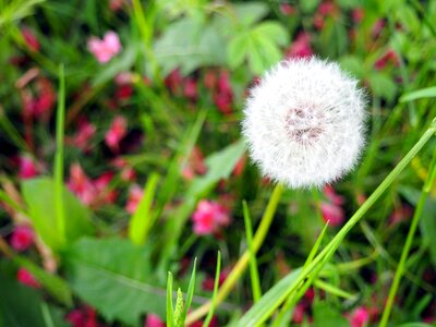Flower pink plants