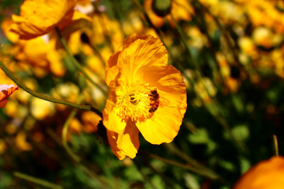 Insect plant yellow