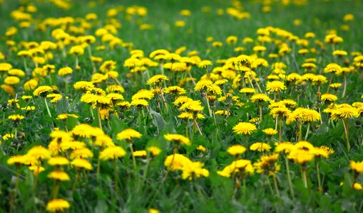Hayfield lawn floral