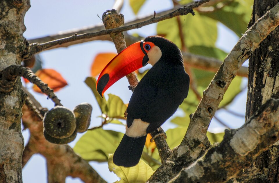 Portrait toucan subtropical
