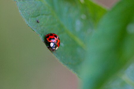 Ladybug plant biology