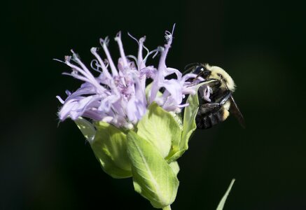 Bumblebee blossom nature photo