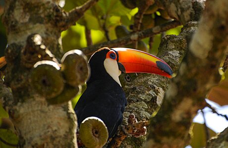 Beak portrait bird photo