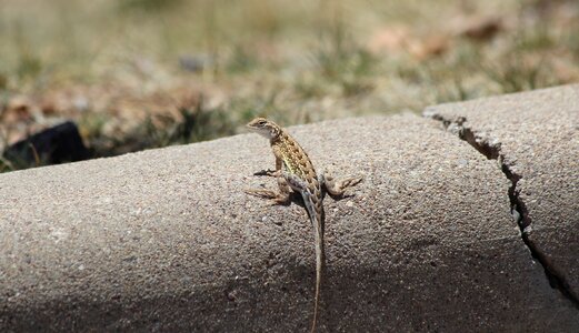Elegant earless lizard reptile nature photo