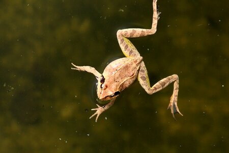 Amphibian tailless animal photo