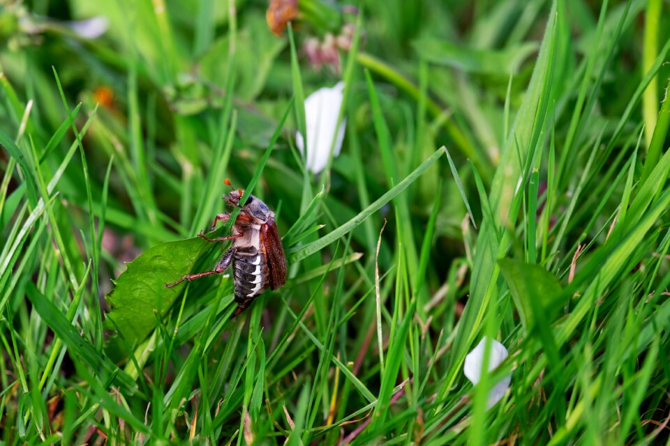 Insect creature spring