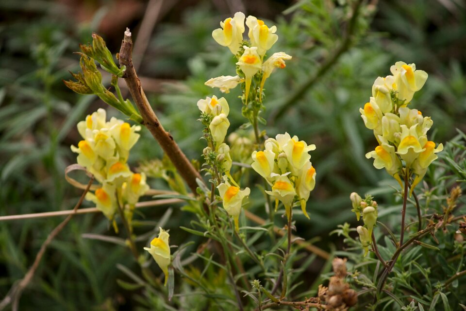 Linaria vulgaris inflorescence blossom