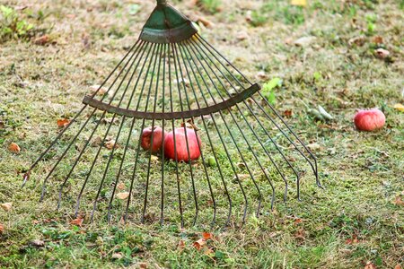 Windfall harvest apfelernte