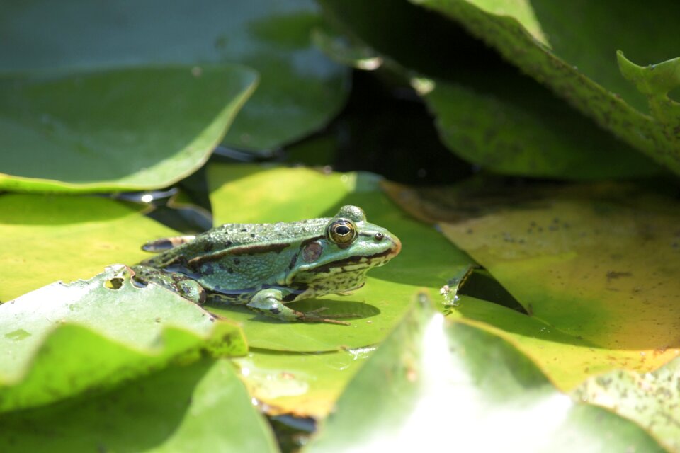 Pond nature water
