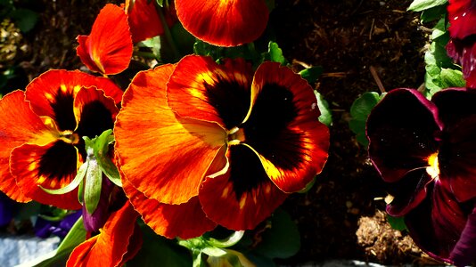 Plant color thinking