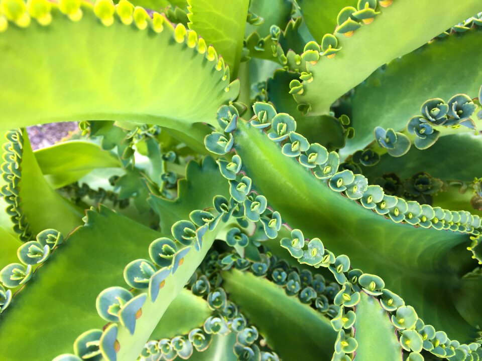 Cactus plant plant color