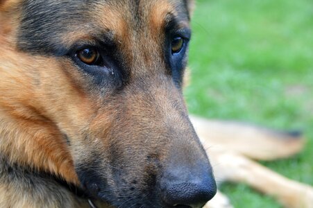 Animal eyes snout