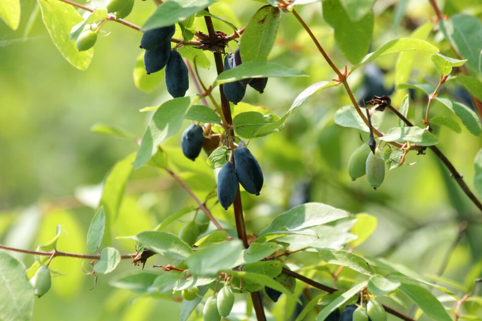 Nature plant leaves