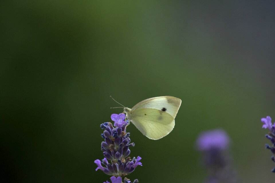 Nature summer animal