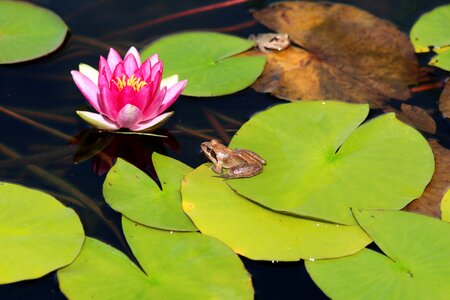 Pond nature water