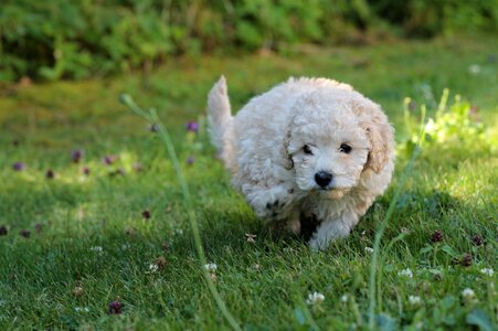 White poodle white dog dog