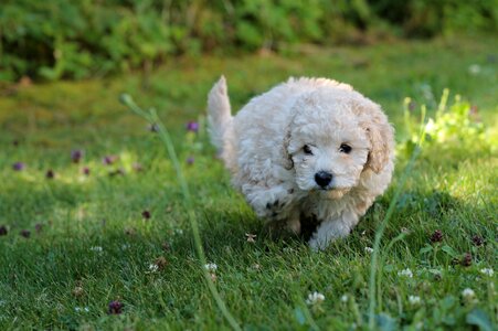 White poodle white dog dog photo