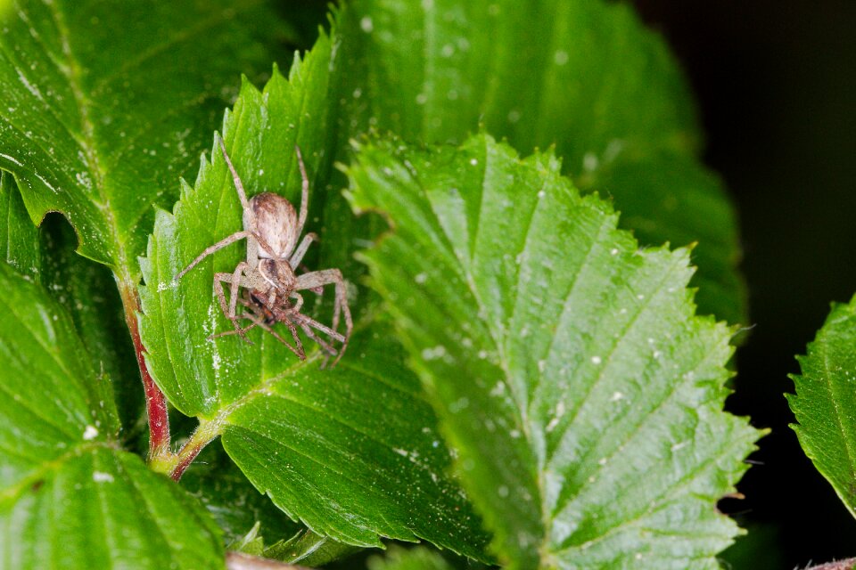 Close up small insect