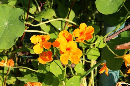 Plant bloom yellow photo