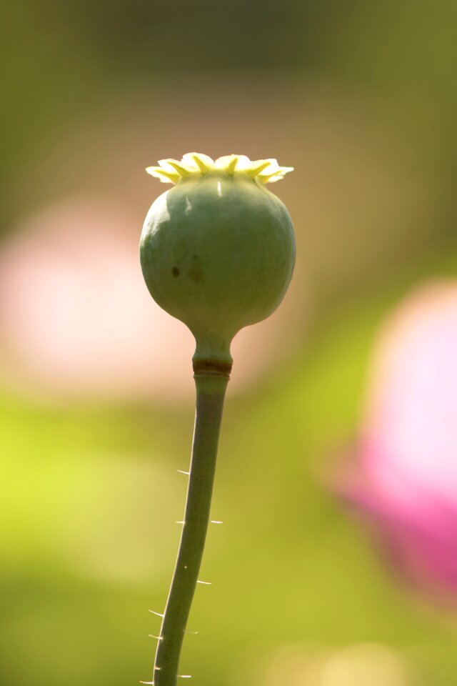 Flower mohngewaechs close up
