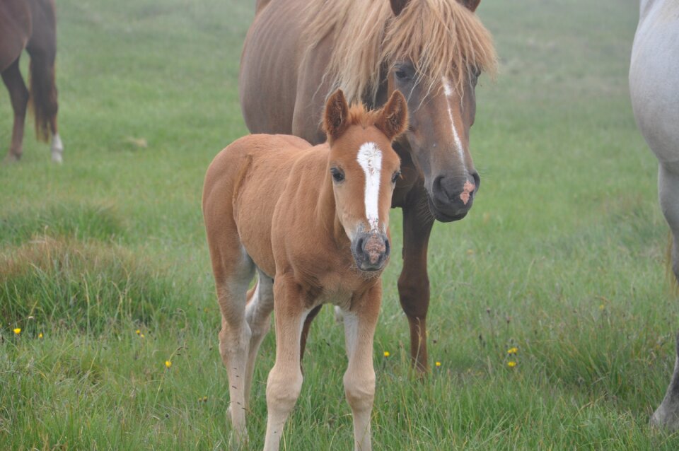 Wild horses the carpathians mountains