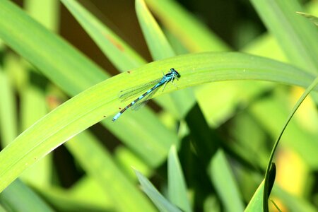 Blue dragonfly insect diptera