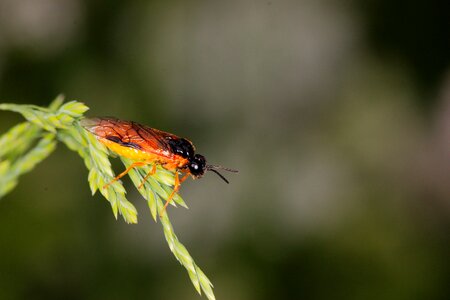 Beetle leaf close up