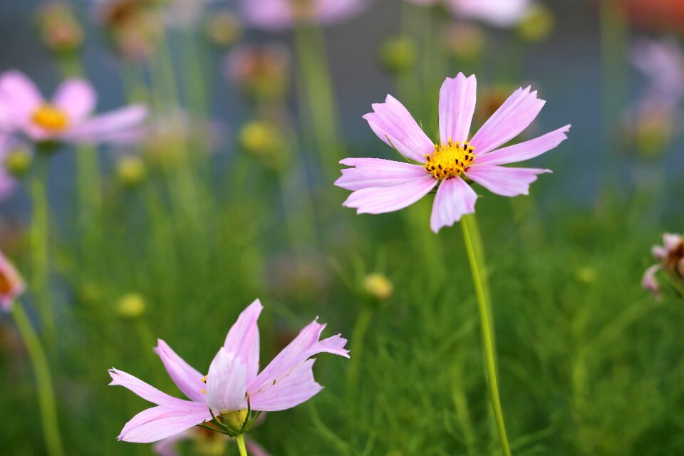 Pink plant bloom