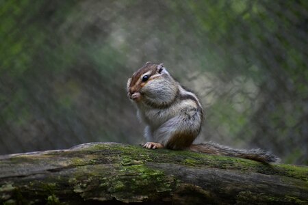 Wild animal natural landscape