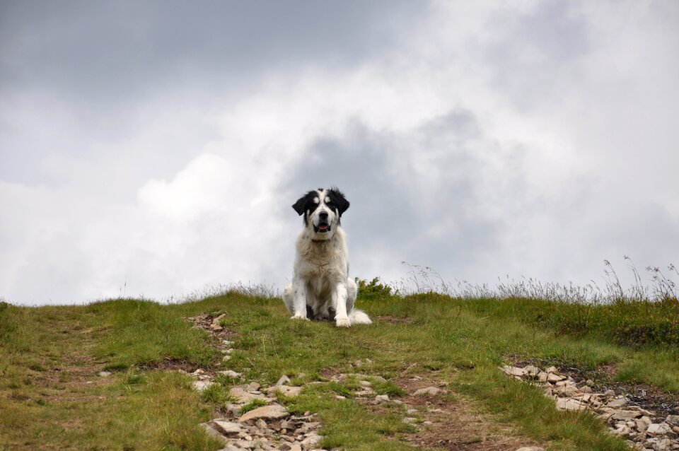 Mountains the carpathians pet