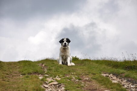 Mountains the carpathians pet photo