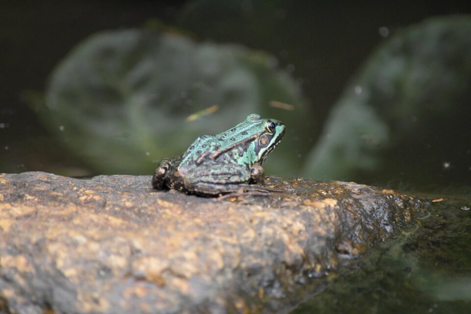 Animal nature garden pond