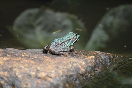 Animal nature garden pond photo