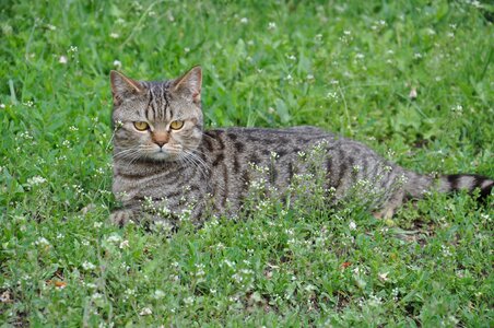 The cat is lying cat looking the cat is looking