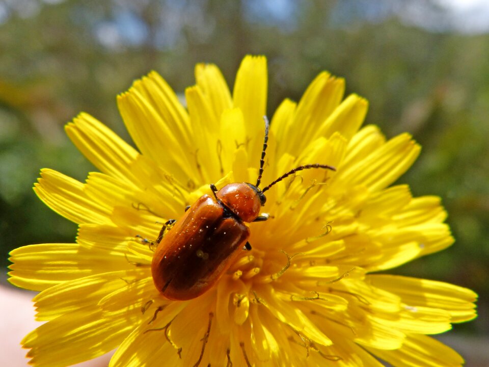 Flower dandelion yellow flower