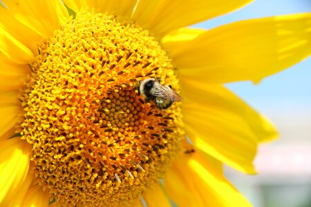 Summer yellow bumblebee photo