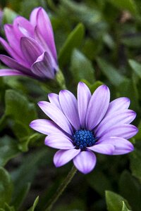 Purple grass blue