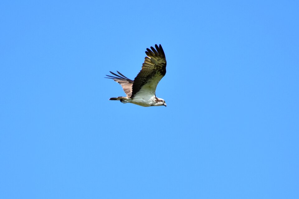 Wild birds raptor osprey