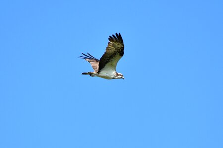 Wild birds raptor osprey