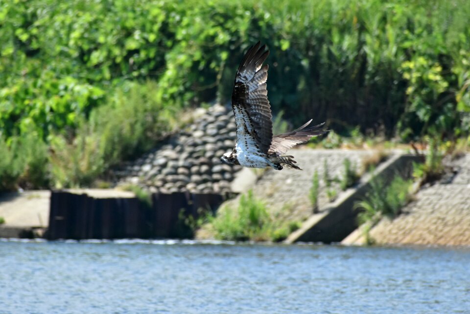 Bird wild birds raptor