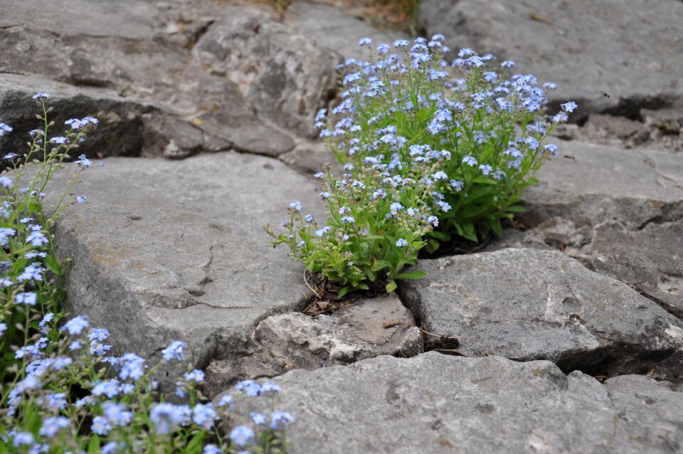 Flowers on the stones stones power