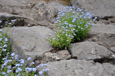Flowers on the stones stones power photo