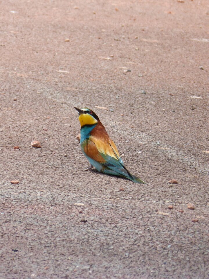Lookout bird colorful