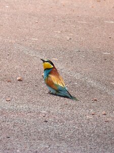 Lookout bird colorful