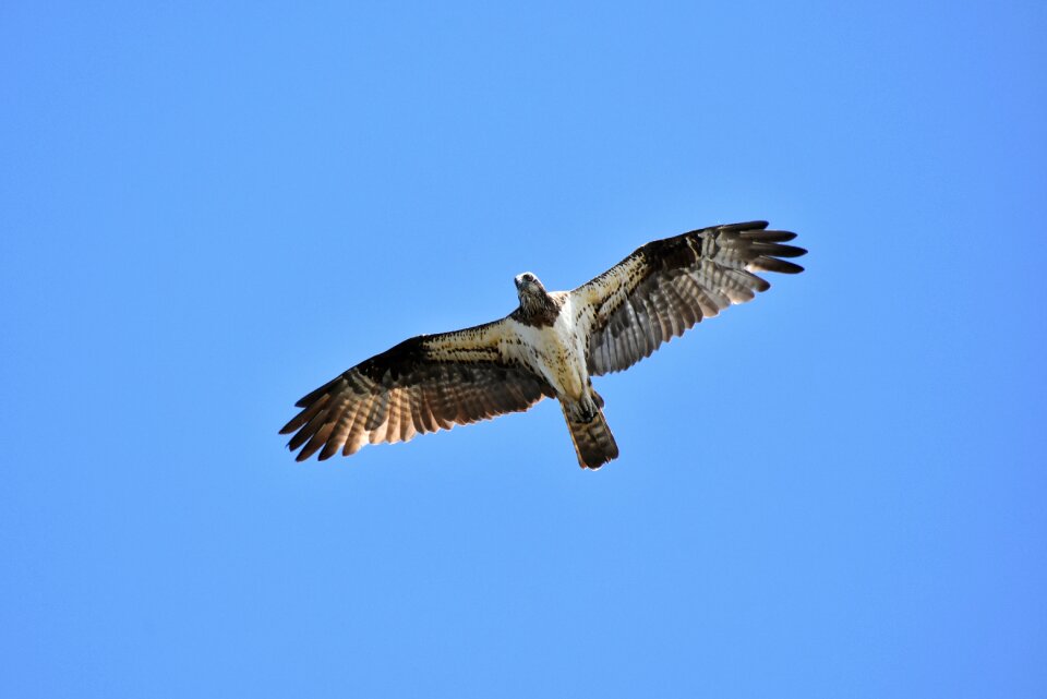 Wild birds raptor osprey