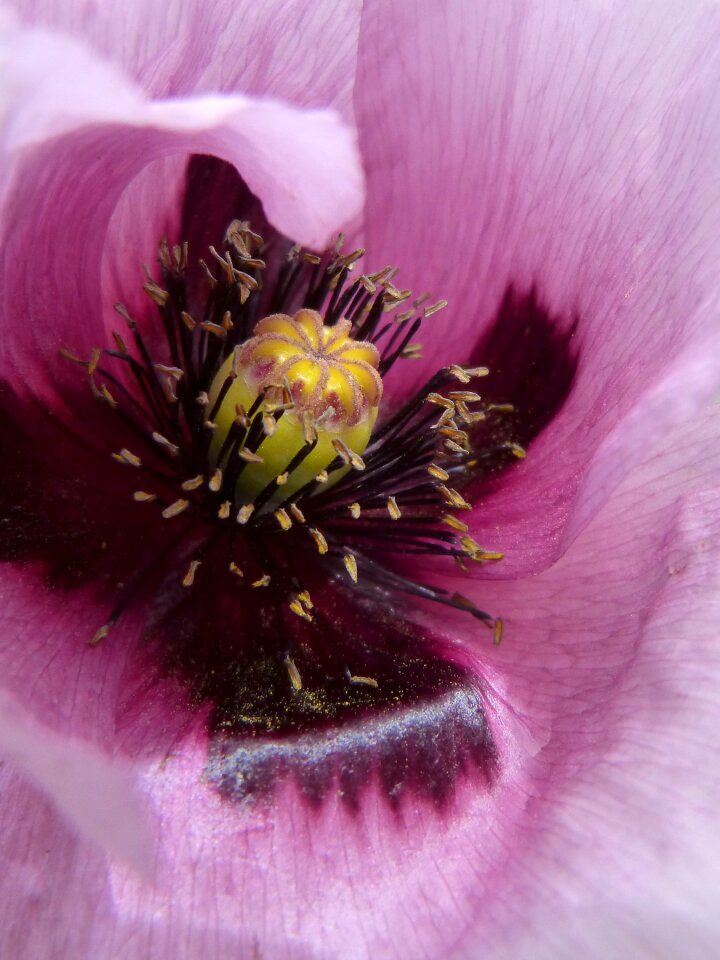 Poppy poppy white poppy drunk